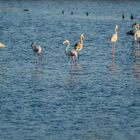 Apartman Brasil Avenue By Rent4all *